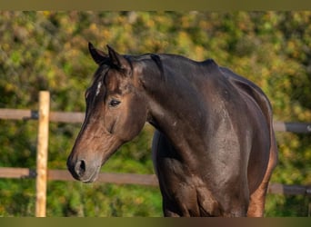 KWPN, Hengst, 10 Jahre, 174 cm, Dunkelbrauner