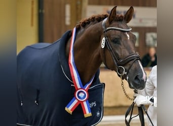 KWPN, Hengst, 10 Jahre, 175 cm