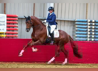 KWPN, Hengst, 10 Jahre, 175 cm, Fuchs