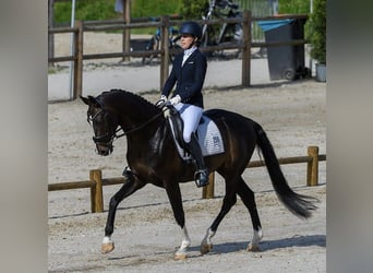 KWPN, Hengst, 11 Jaar, 165 cm, Donkerbruin