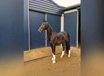 KWPN, Hengst, 11 Jaar, 165 cm, Donkerbruin