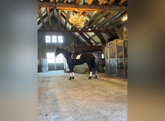KWPN, Hengst, 11 Jaar, 176 cm, Donkerbruin