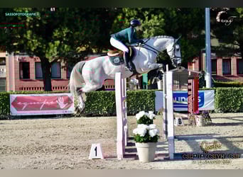 KWPN, Hengst, 12 Jahre, 168 cm, Schimmel