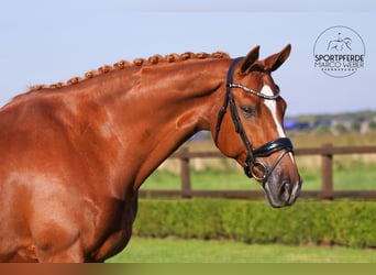 KWPN, Hengst, 12 Jahre, 172 cm, Fuchs