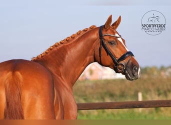 KWPN, Hengst, 12 Jahre, 172 cm, Fuchs