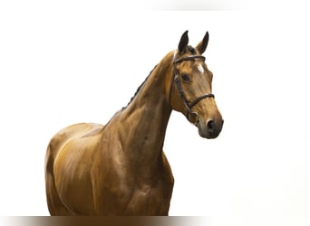 KWPN, Hengst, 13 Jahre, 174 cm, Dunkelbrauner