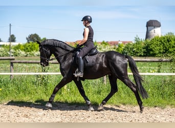 KWPN, Hengst, 14 Jahre, 169 cm, Rappe