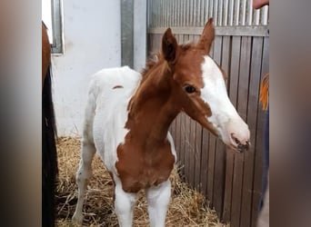 KWPN, Hengst, 15 Jaar, 165 cm, Gevlekt-paard