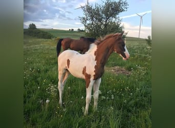 KWPN, Hengst, 15 Jaar, 165 cm, Gevlekt-paard