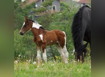 KWPN, Hengst, 15 Jaar, 165 cm, Gevlekt-paard
