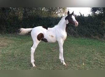 KWPN, Hengst, 15 Jahre, 165 cm, Schecke