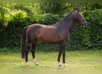 KWPN, Hengst, 15 Jahre, 167 cm, Rotbrauner