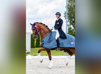 KWPN, Hengst, 15 Jahre, 175 cm, Fuchs