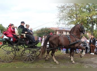 KWPN, Hengst, 16 Jaar, 168 cm, Lichtbruin