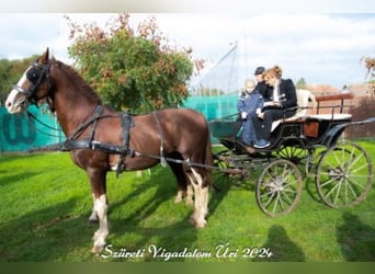 KWPN, Hengst, 16 Jaar, 168 cm, Lichtbruin
