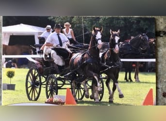 KWPN, Hengst, 16 Jaar, 168 cm, Lichtbruin