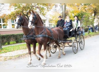 KWPN, Hengst, 16 Jaar, 168 cm, Lichtbruin