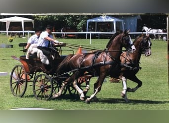 KWPN, Hengst, 16 Jaar, 168 cm, Lichtbruin