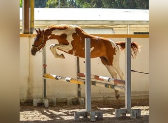 KWPN, Hengst, 16 Jahre, 165 cm, Schecke