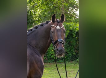 KWPN, Hengst, 16 Jahre, 167 cm, Rotbrauner