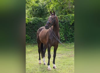 KWPN, Hengst, 16 Jahre, 167 cm, Rotbrauner