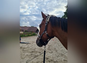 KWPN, Hengst, 17 Jahre, 162 cm, Brauner