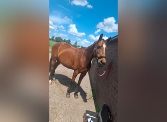 KWPN, Hengst, 18 Jahre, 160 cm, Brauner