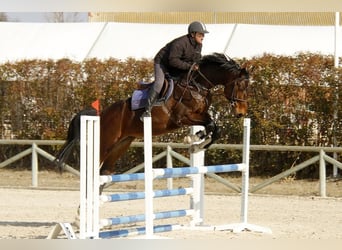 KWPN, Hengst, 18 Jahre, 171 cm, Rotbrauner