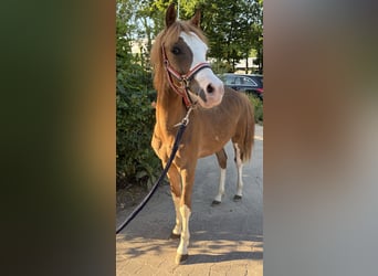 KWPN, Hengst, 1 Jaar, 135 cm, Vos