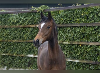 KWPN, Hengst, 1 Jaar, 147 cm, Donkerbruin