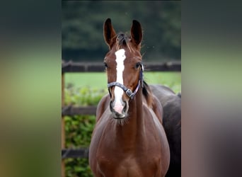 KWPN, Hengst, 1 Jaar, 155 cm, Bruin