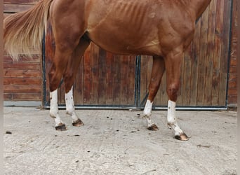 KWPN, Hengst, 1 Jaar, 157 cm