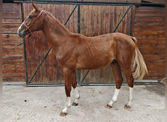 KWPN, Hengst, 1 Jaar, 157 cm
