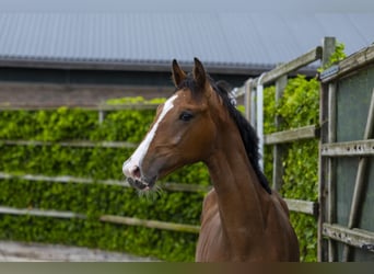 KWPN, Hengst, 1 Jaar, 159 cm, Bruin