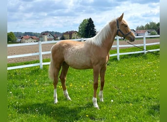KWPN, Hengst, 1 Jaar, 165 cm, Palomino