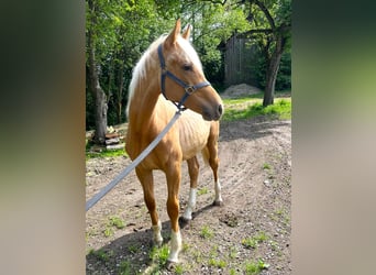 KWPN, Hengst, 1 Jaar, 165 cm, Palomino
