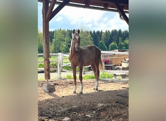 KWPN, Hengst, 1 Jaar, 165 cm, Palomino