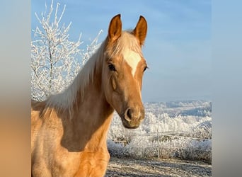 KWPN, Hengst, 1 Jaar, 165 cm, Palomino