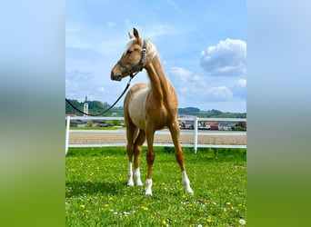 KWPN, Hengst, 1 Jaar, 165 cm, Palomino