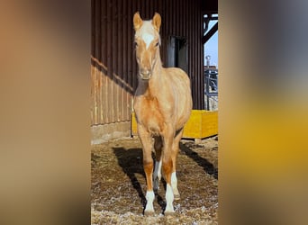 KWPN, Hengst, 1 Jaar, 165 cm, Palomino