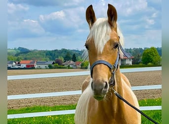 KWPN, Hengst, 1 Jaar, 165 cm, Palomino