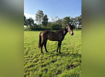 KWPN, Hengst, 1 Jaar, 168 cm, Brauner