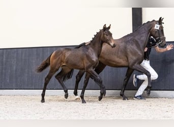 KWPN, Hengst, 1 Jaar, 168 cm, Brauner