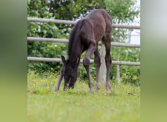 KWPN, Hengst, 1 Jaar, 168 cm, Zwart