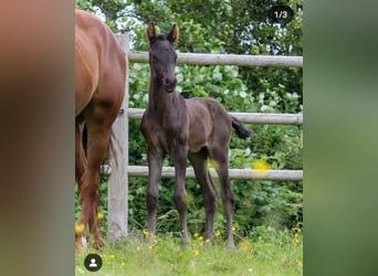 KWPN, Hengst, 1 Jaar, 168 cm, Zwart