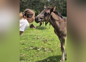 KWPN, Hengst, 1 Jaar, 170 cm