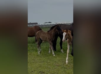 KWPN, Hengst, 1 Jaar, 170 cm