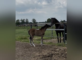 KWPN, Hengst, 1 Jaar, 170 cm