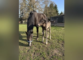 KWPN, Hengst, 1 Jaar, 170 cm