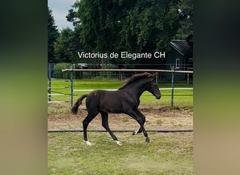 KWPN, Hengst, 1 Jaar, 170 cm